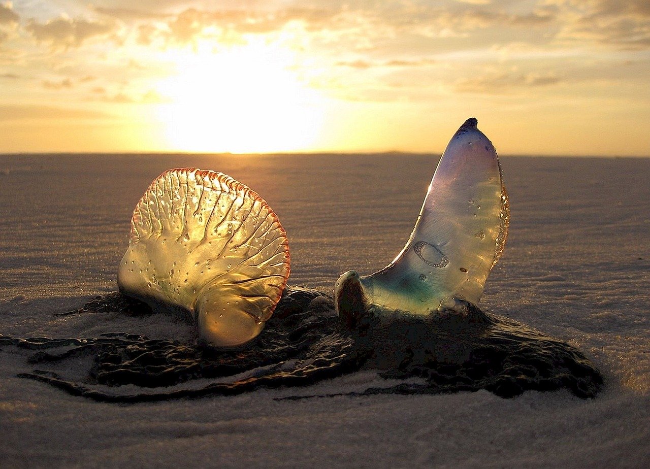 Jellyfish